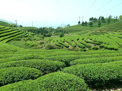 春季采茶忙，尊龙凯时空气能热泵烘干机让让春茶加工更简朴